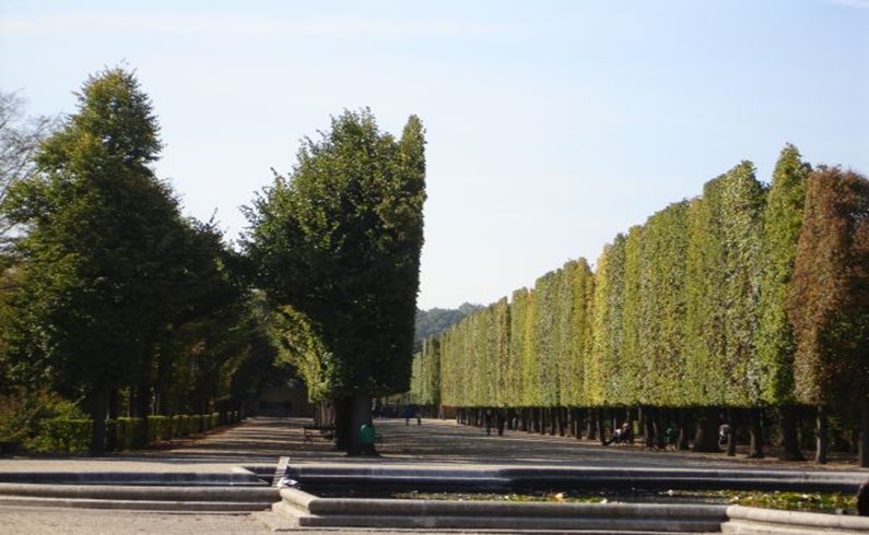 «Стрижка» деревьев в парке Шербрунн