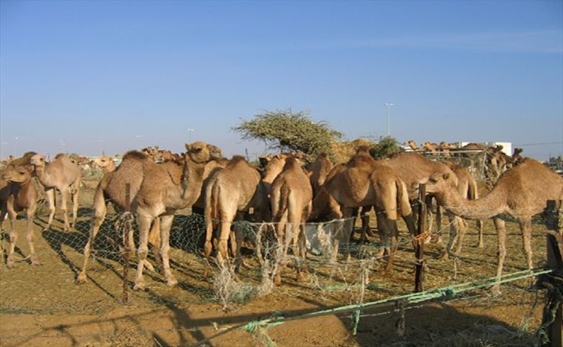 Верблюжья ферма на Востоке